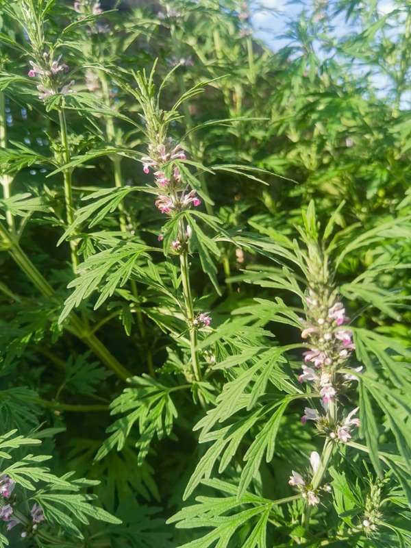 Motherwort Organic (30 Seeds)