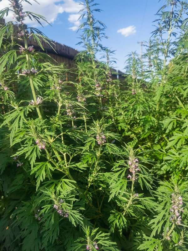 Motherwort Organic (30 Seeds)