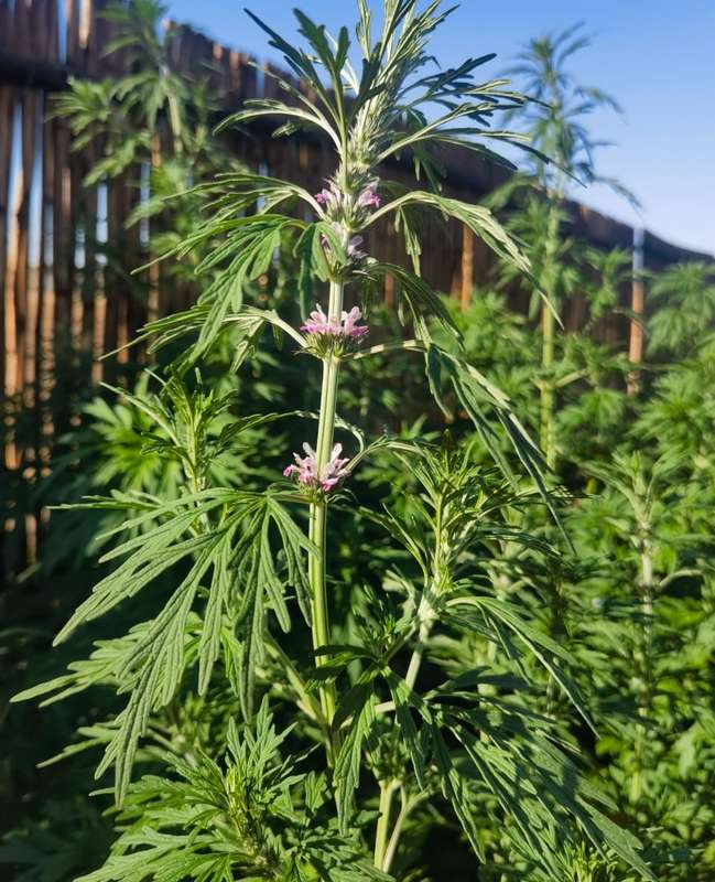 Motherwort Organic (30 Seeds)