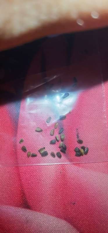 Motherwort Organic (30 Seeds)