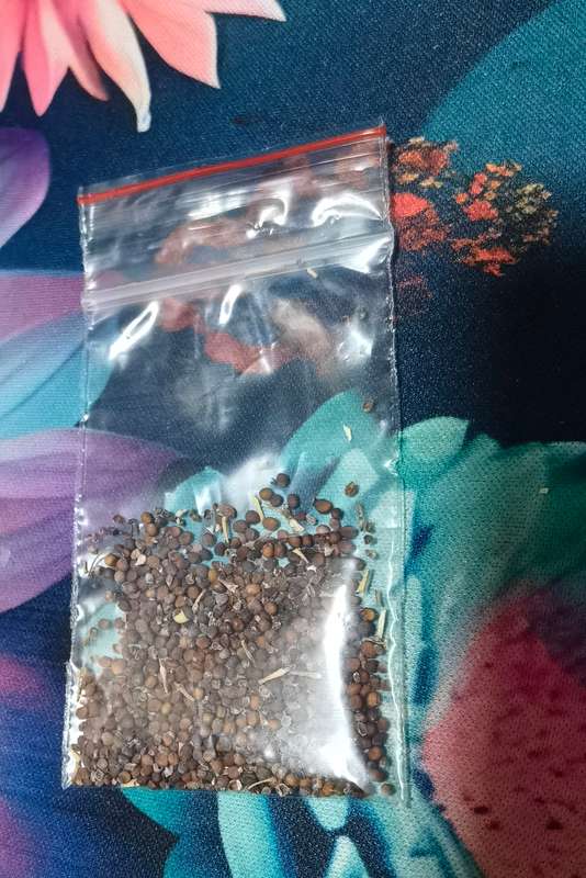 Mustard Black (0.6ml Seeds)