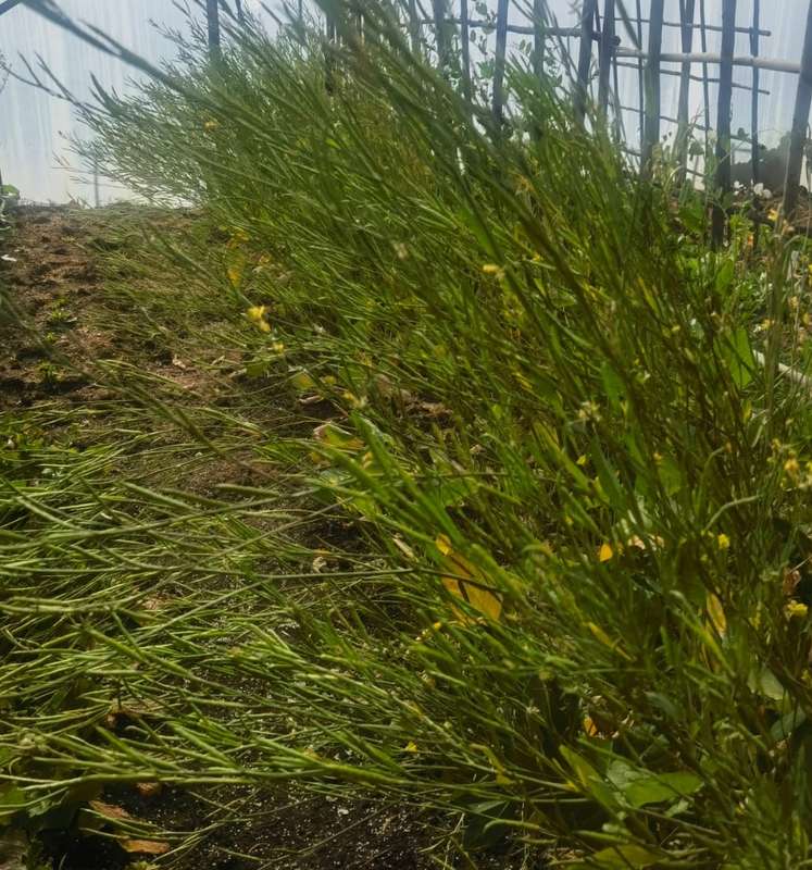 Mustard Malawi Wild (0.6ml seeds)