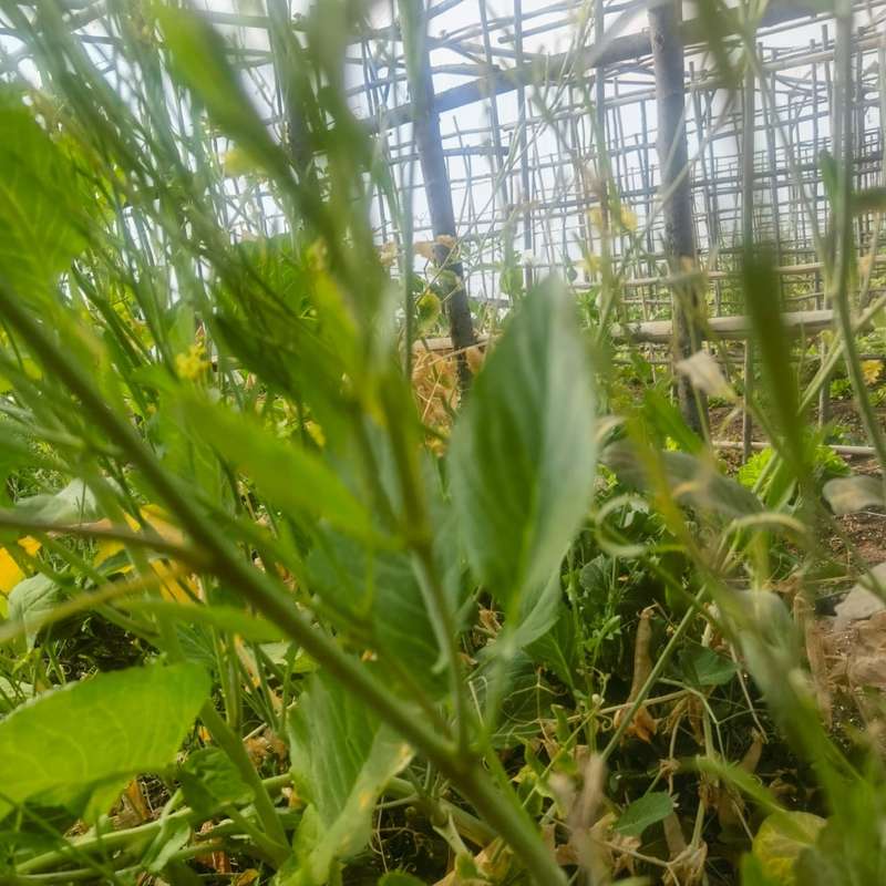 Mustard Malawi Wild (0.6ml seeds)