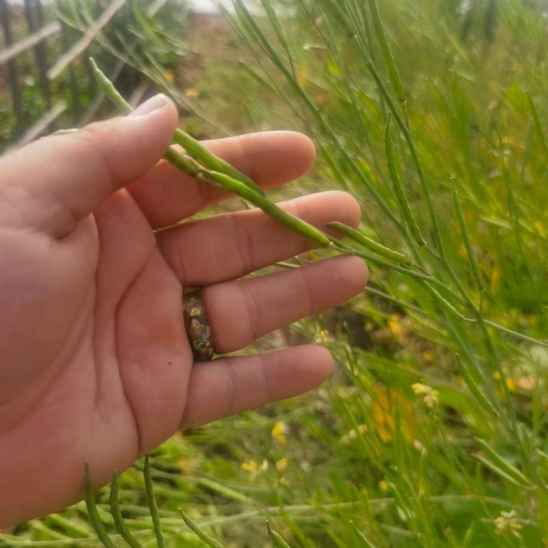 Mustard Malawi Wild (0.6ml seeds)
