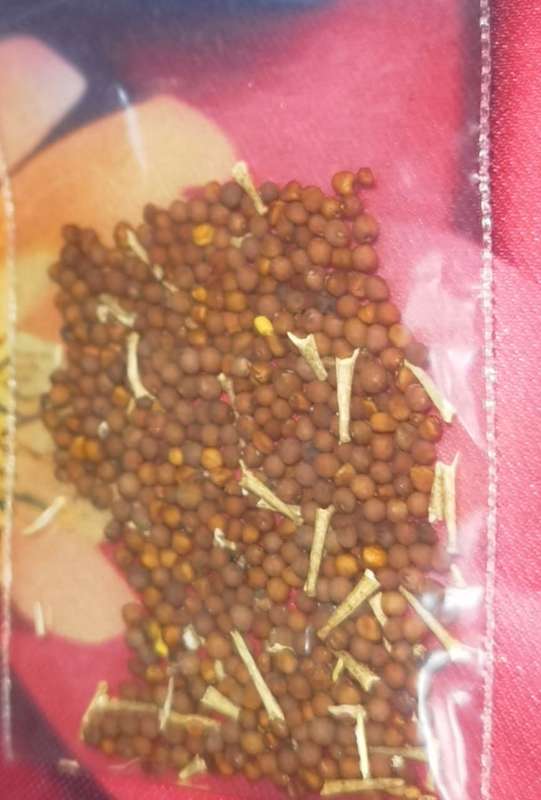 Mustard Malawi Wild (0.6ml seeds)