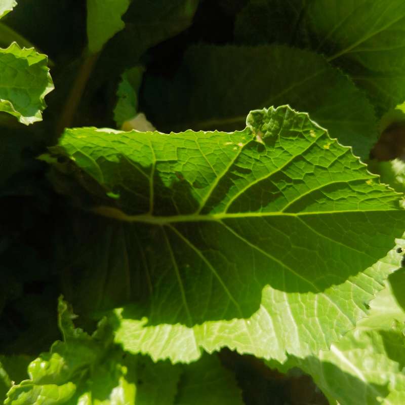 Mustard Spinach Florida Broadleaf (20 Seeds)