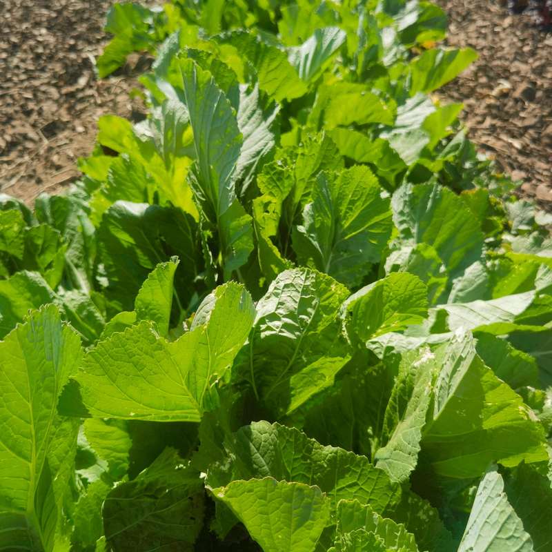 Mustard Spinach Florida Broadleaf (20 Seeds)