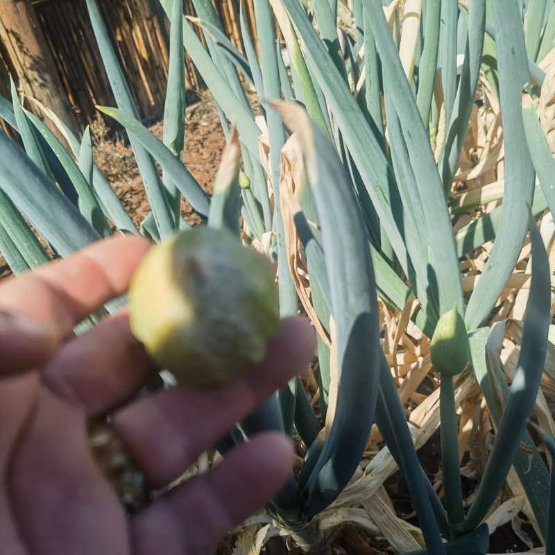 Onion Japanese Single Stem Bunching (0.6ml Seeds)
