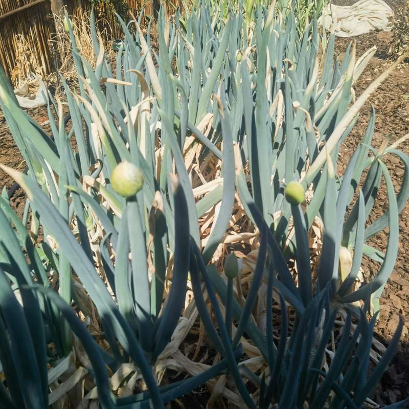 Onion Japanese Single Stem Bunching (0.6ml Seeds)