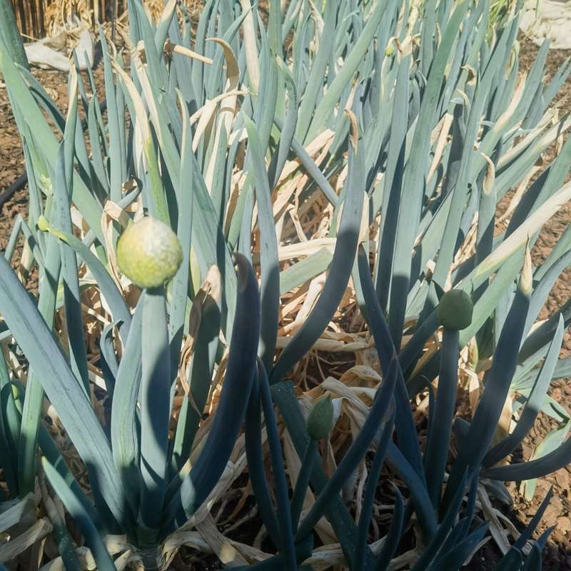 Onion Japanese Single Stem Bunching (0.6ml Seeds)