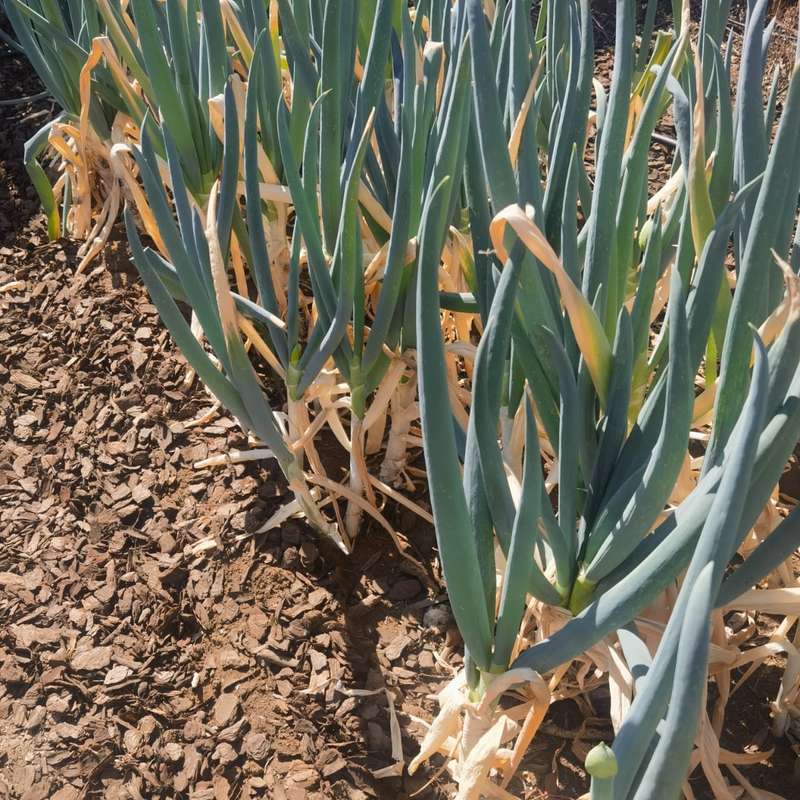 Onion Japanese Single Stem Bunching (0.6ml Seeds)