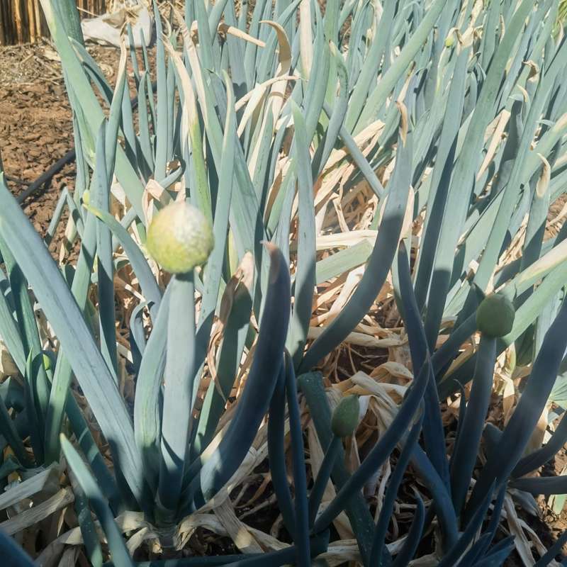 Onion Japanese Single Stem Bunching (0.6ml Seeds)