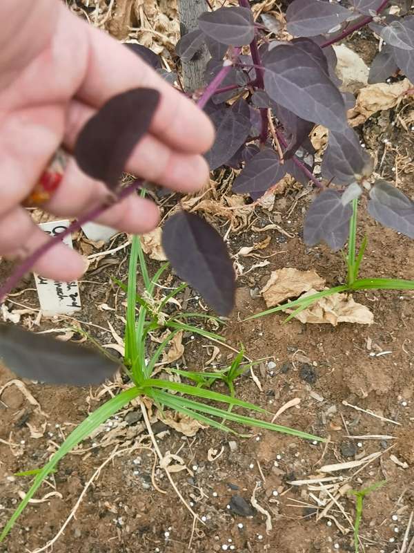 Orach Red Flash Mountain Spinach (5ml (Still in Husk) Seeds)