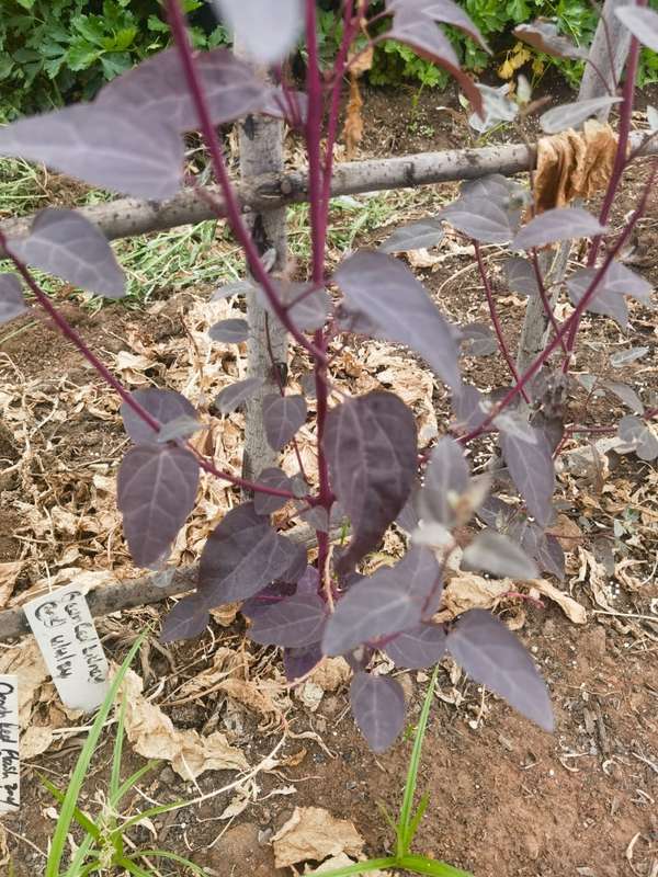 Orach Red Flash Mountain Spinach (5ml (Still in Husk) Seeds)