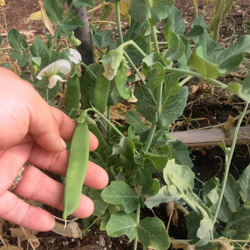 Snap Pea Organic (30ml Seeds)