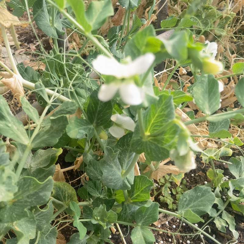 Snap Pea Organic (30ml Seeds)