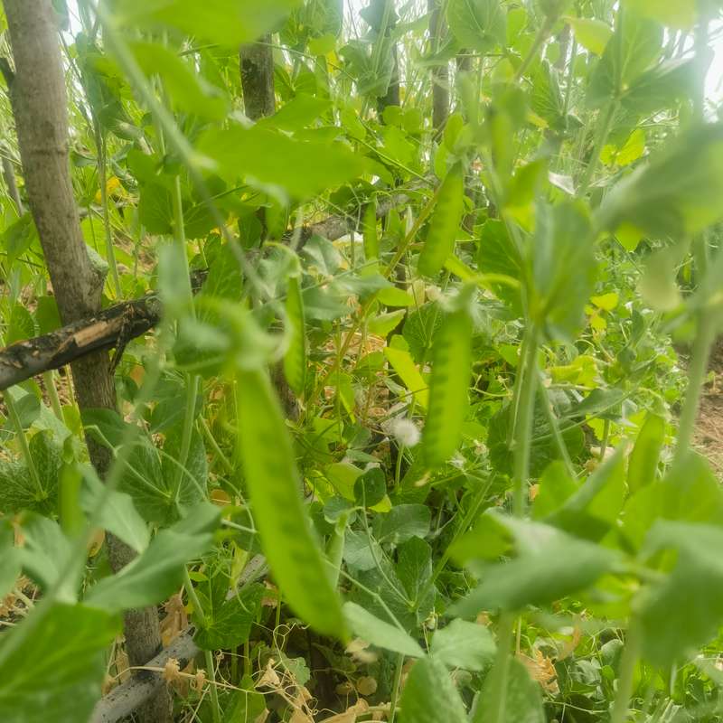 Snap Pea Organic (30ml Seeds)