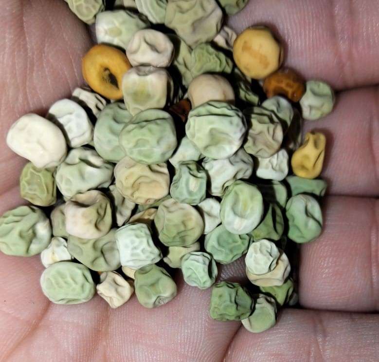 Snap Pea Organic (30ml Seeds)
