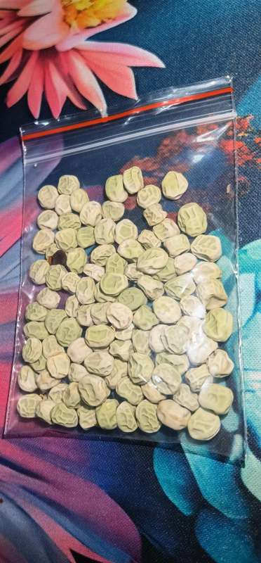 Pea Blue Bantam (15ml Seeds)
