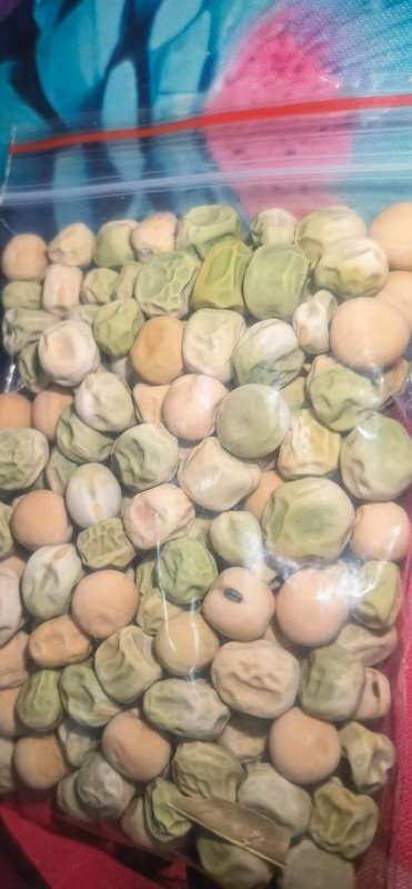 Pea Super Snappy (30ml Seeds)