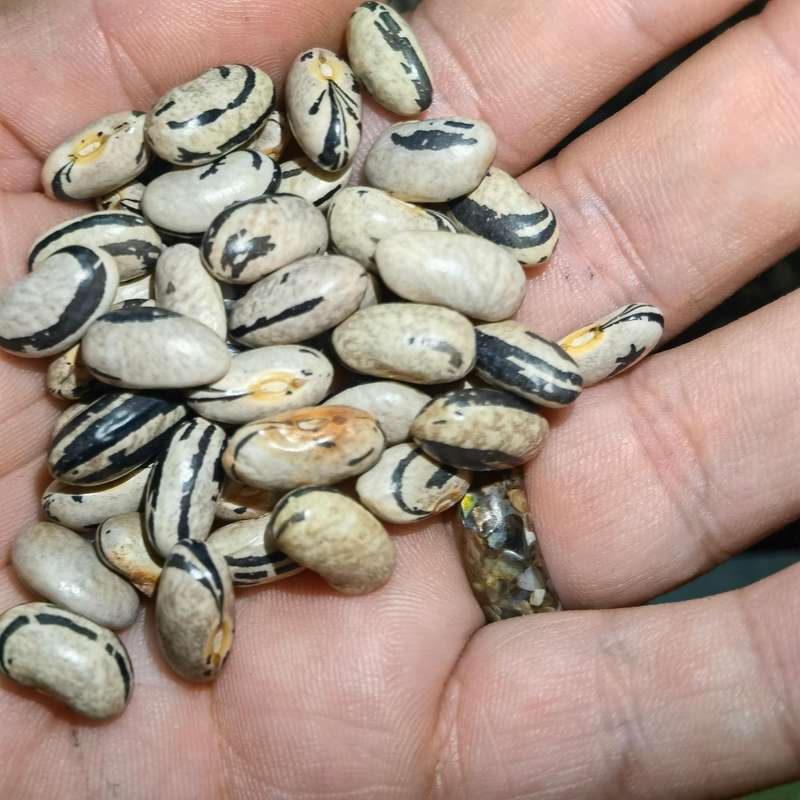 Pole Bean Molly`s Zebra (15ml - 40 Seeds)