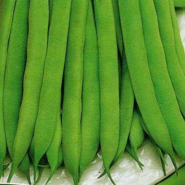 Bean Bush Red Land Pioneer (10 Seeds)