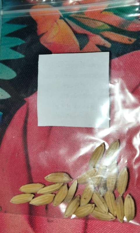 Rice Brown (20 Seeds)