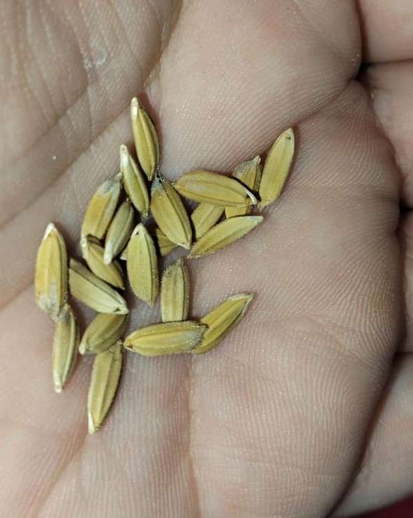 Rice Brown (20 Seeds)