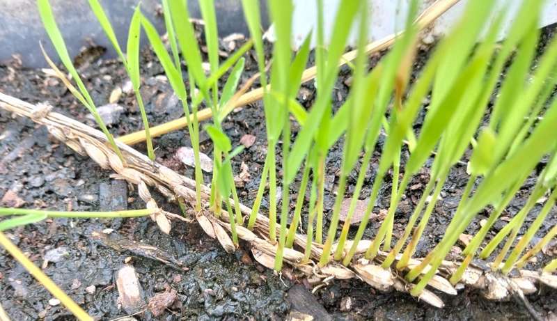 Rice Brown (20 Seeds)