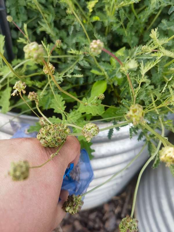 Salad Burnet Organic (20 Seeds)