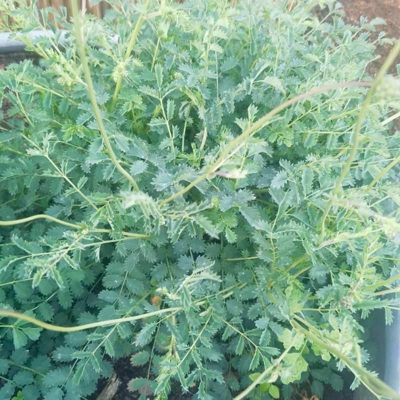 Salad Burnet Organic (20 Seeds)