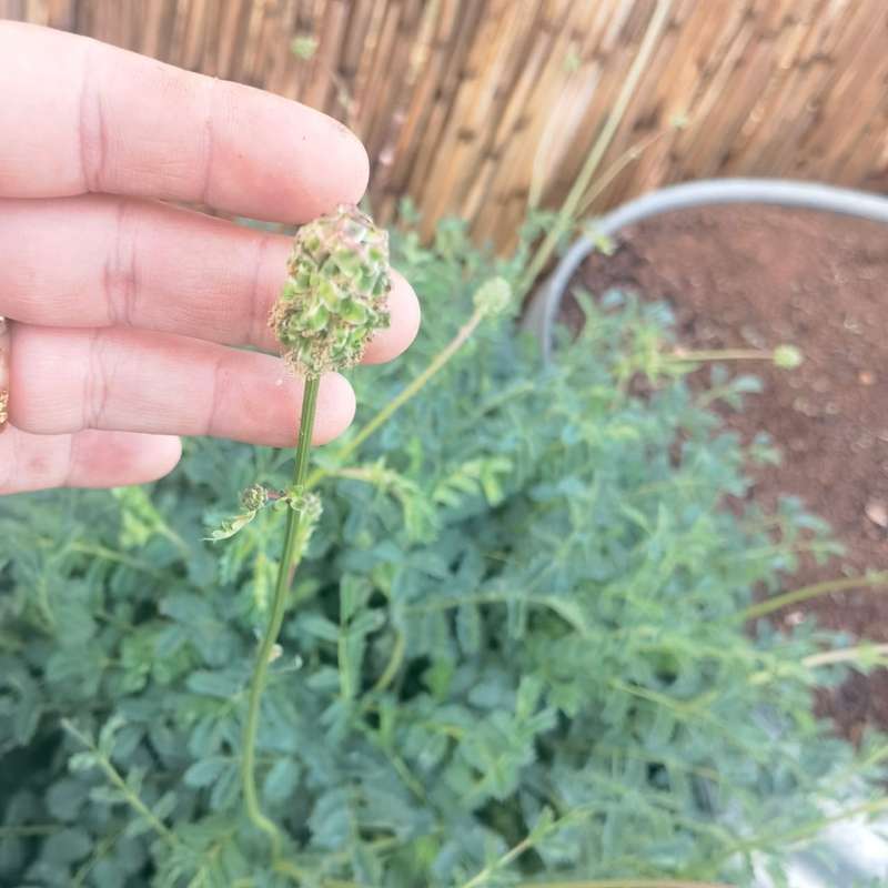 Salad Burnet Organic (20 Seeds)