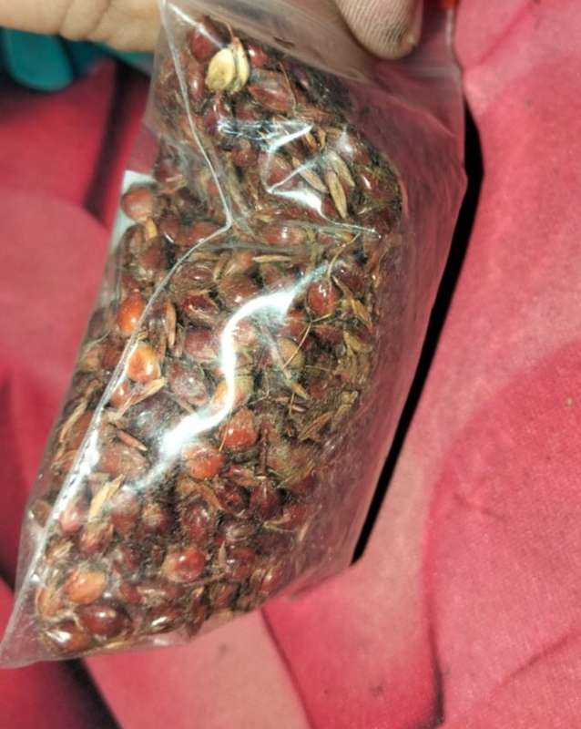 Sorghum Apache Red Sugar Cane (30ml Seeds)