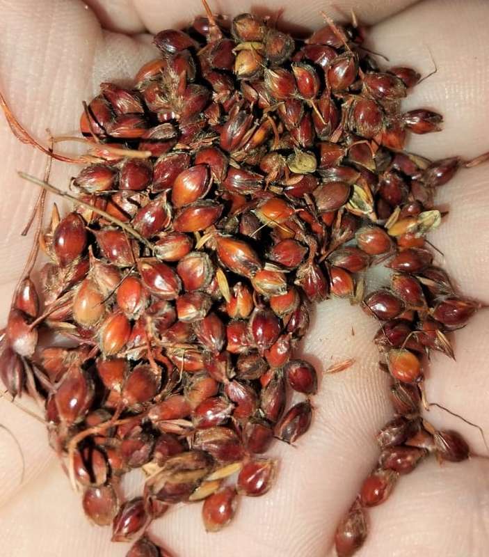 Sorghum Apache Red Sugar Cane (30ml Seeds)