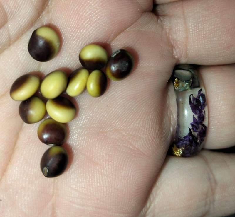 Soybean Agate (10 Seeds)