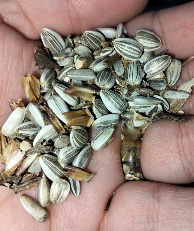 Sunflower Dwarf (15ml Seeds)