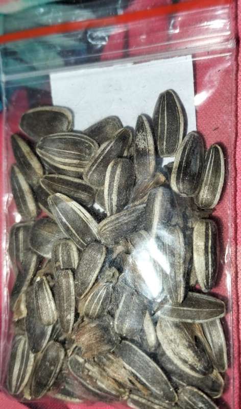 Giant Sunflower - Black & White Seeded (15ml Seeds