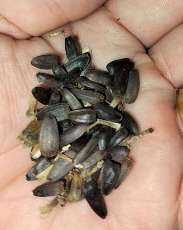 Sunflower Lemon Queen (15ml Seeds)