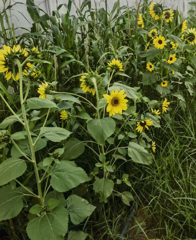Sunflower Lemon Queen (15ml Seeds)