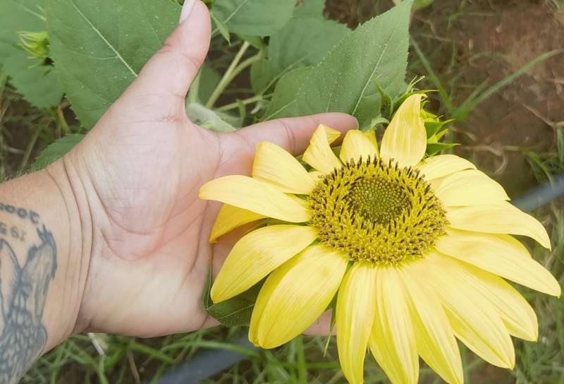 Sunflower Lemon Queen (15ml Seeds)