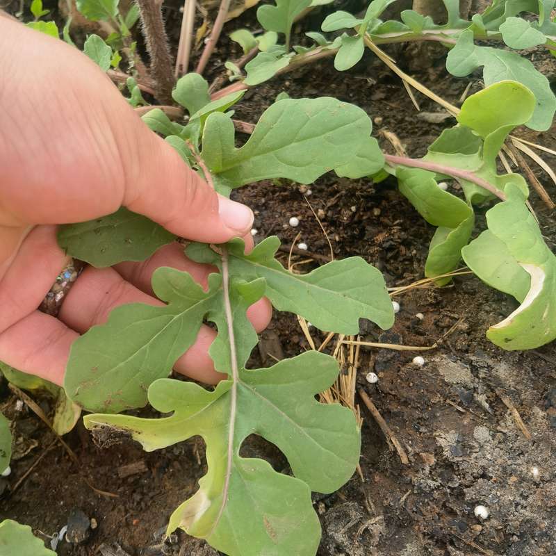 Sweet Rocket Eruca Sativa Organic (0.6ml Seeds)