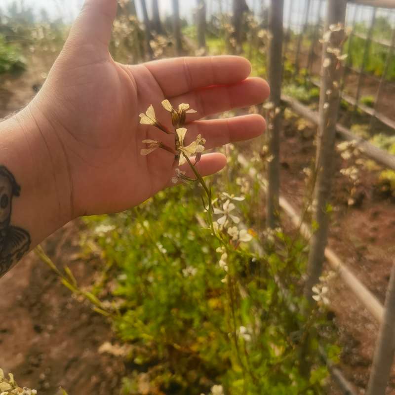 Sweet Rocket Eruca Sativa Organic (0.6ml Seeds)