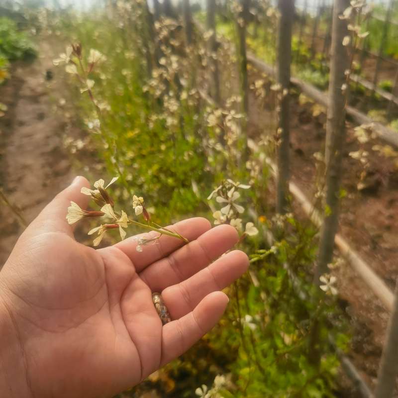 Sweet Rocket Eruca Sativa Organic (0.6ml Seeds)