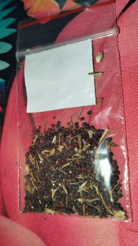 Black Knight Tatsoi (0.6ml Seeds)