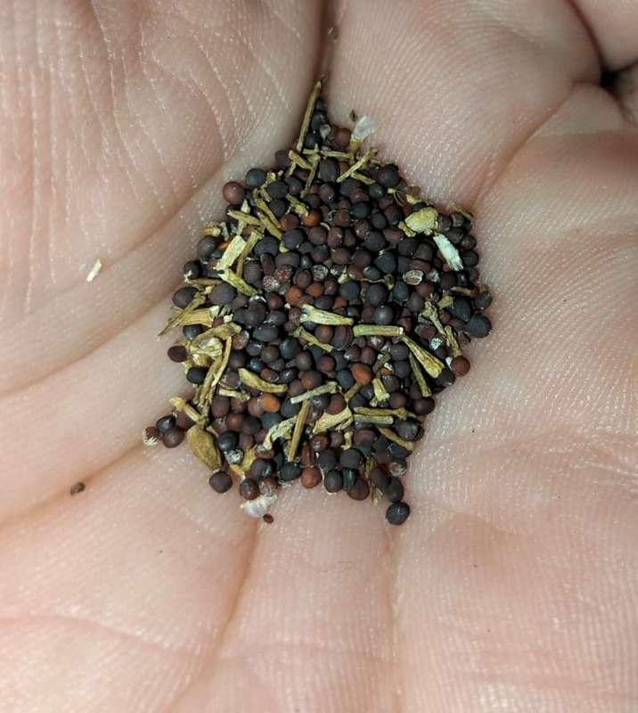 Black Knight Tatsoi (0.6ml Seeds)