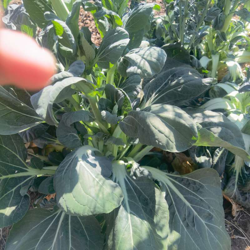 Black Knight Tatsoi (0.6ml Seeds)