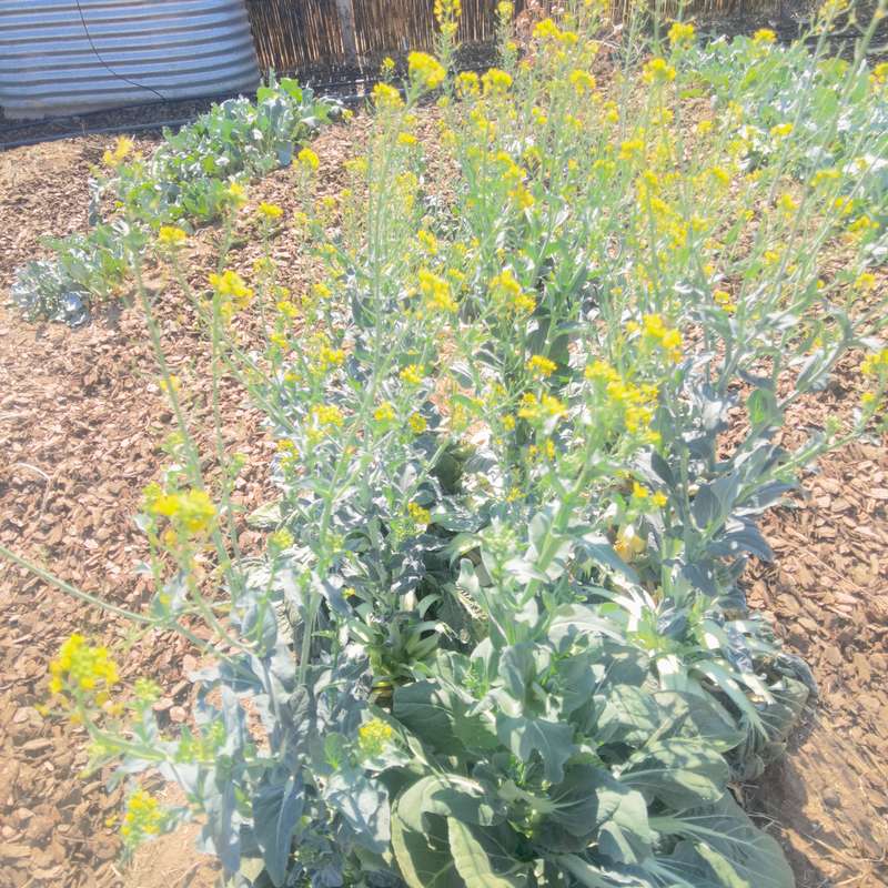 Black Knight Tatsoi (0.6ml Seeds)