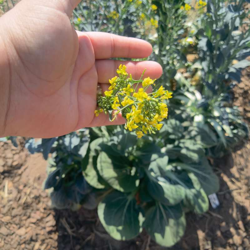 Black Knight Tatsoi (0.6ml Seeds)