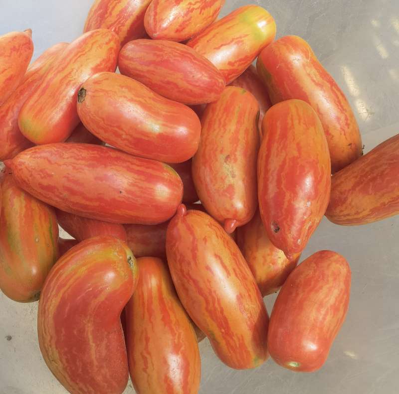 Tomato Cassidy's Folly Bush Determinate (20 Seeds)