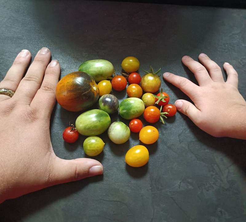 Tomato Cherry Blend (0.6ml Seeds)